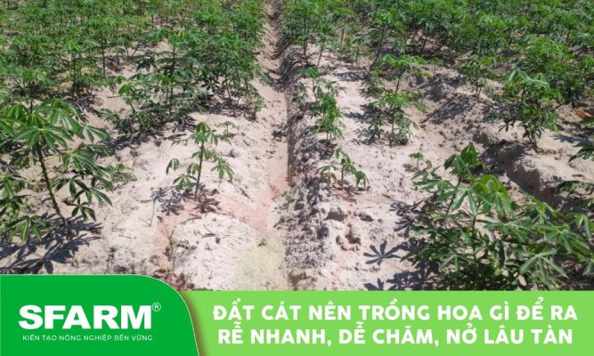 dat cat nen trong hoa gi