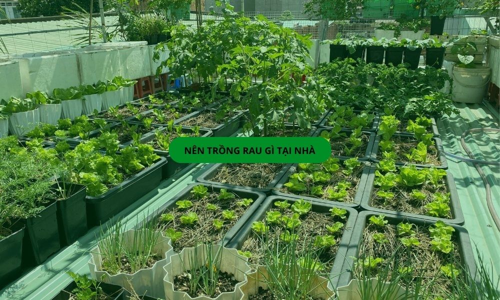 Nên trồng rau gì tại nhà phù hợp với người mới bắt đầu trồng