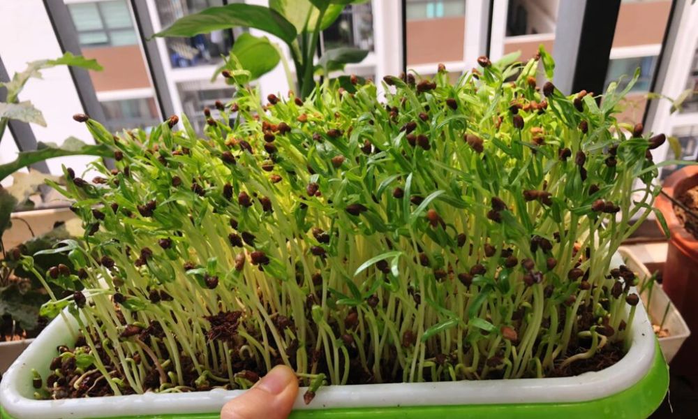 nen trong rau gi tai nha 10