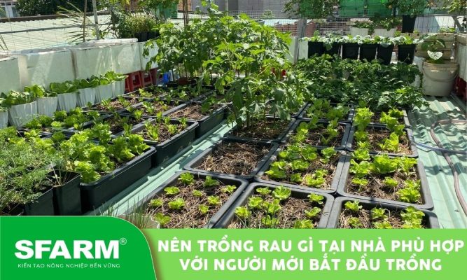 nen trong rau gi tai nha