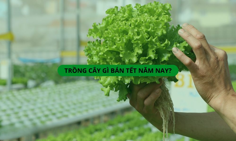 Trồng cây gì bán Tết năm nay? Gợi ý hoa và rau trồng ngắn vụ