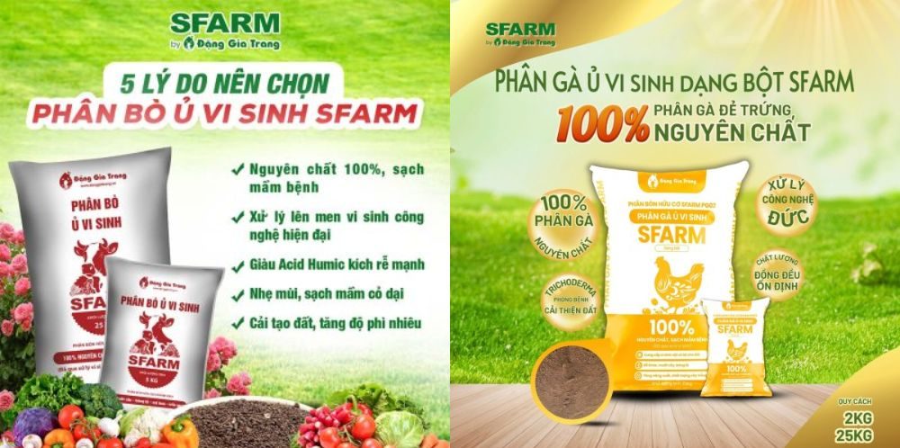 trong cay gi ban tet 17 e1760456404683