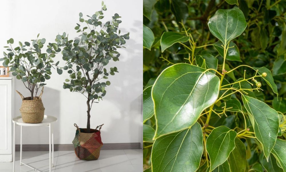 trong cay gi de duoi chuot 10