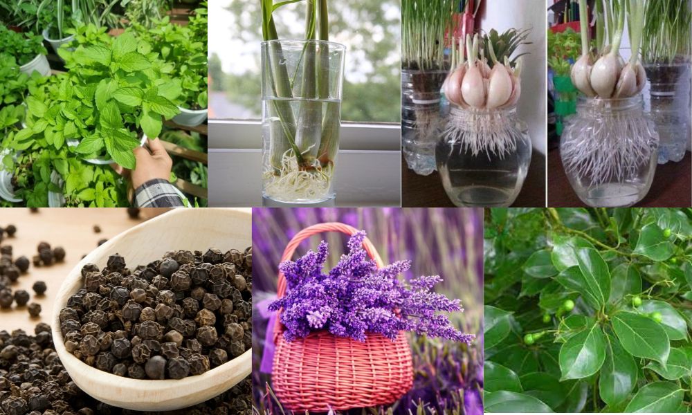 trong cay gi de duoi chuot 11