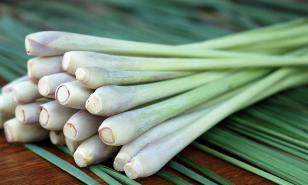 trong cay gi de duoi chuot 4