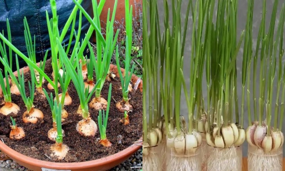 trong cay gi de duoi chuot 5