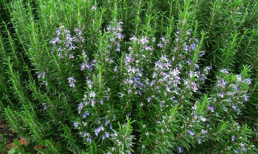 trong cay gi de duoi chuot 6