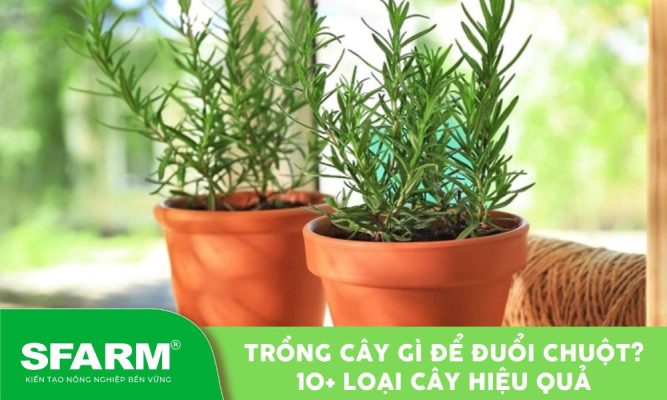 trong cay gi de duoi chuot