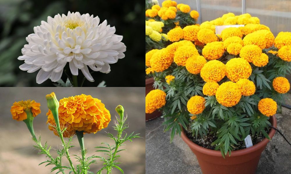 trong cay gi de duoi chuot 7