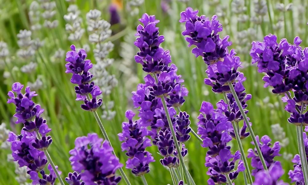 trong cay gi de duoi chuot 8