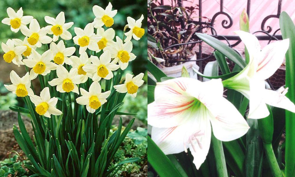 trong cay gi de duoi chuot 9