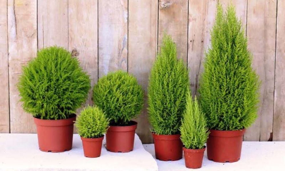 trong cay gi de duoi muoi 16