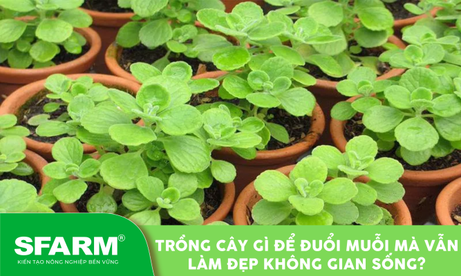 trong cay gi de duoi muoi