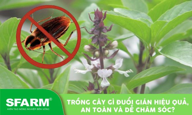 trong cay gi duoi gian