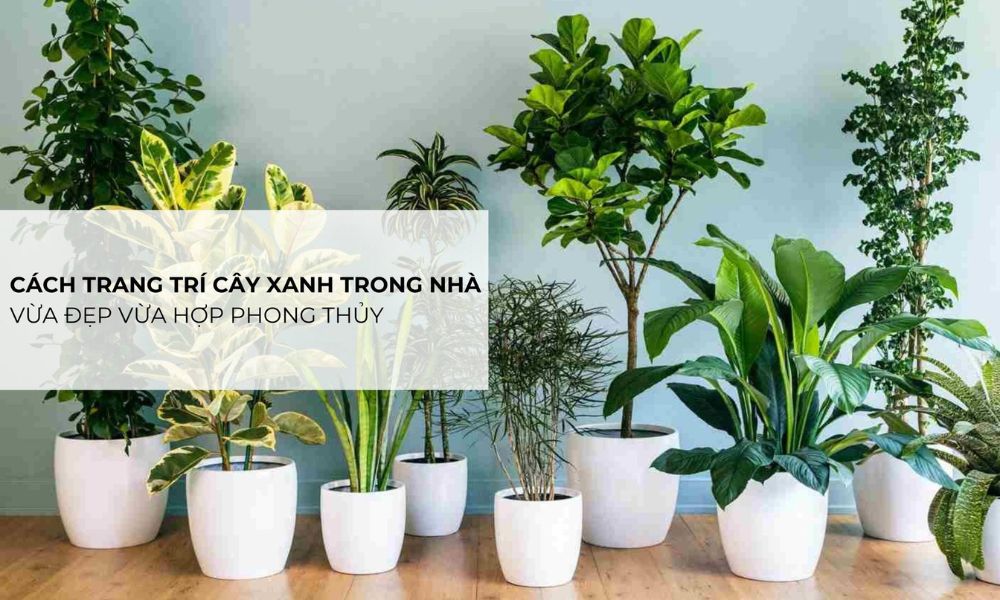 Trồng cây gì trong phòng khách vừa đẹp vừa hợp phong thủy?
