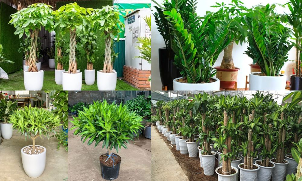 trong cay gi trong phong khach 4