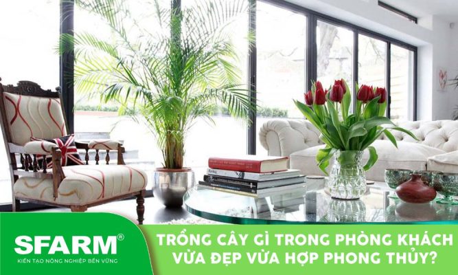 trong cay gi trong phong khach