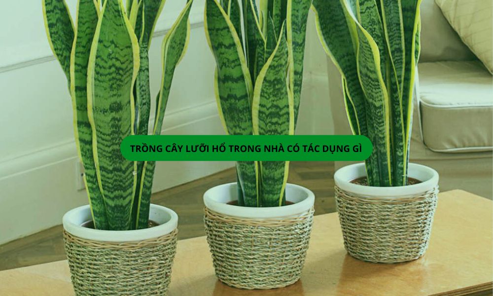 Trồng cây lưỡi hổ trong nhà có tác dụng gì, đặt ở đâu tốt