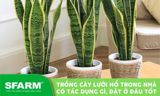 trong cay luoi ho trong nha co tac dung gi