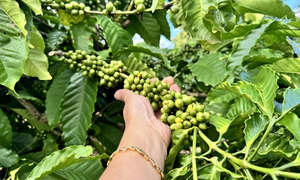 Trồng xen cây gì trong vườn cà phê để đạt hiệu quả cao nhất