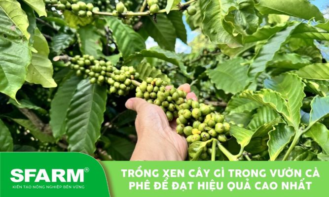 trong xen cay gi trong vuon ca phe