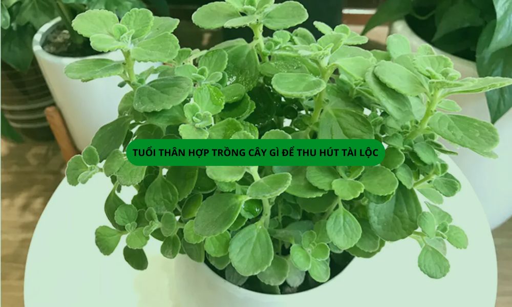Tuổi Canh Thân trồng cây gì trong nhà thì hợp phong thủy, hút tài lộc?