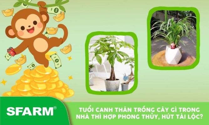 tuoi canh than trong cay gi trong nha thi hop