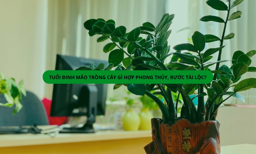 Tuổi Đinh Mão trồng cây gì hợp phong thủy, rước tài lộc?