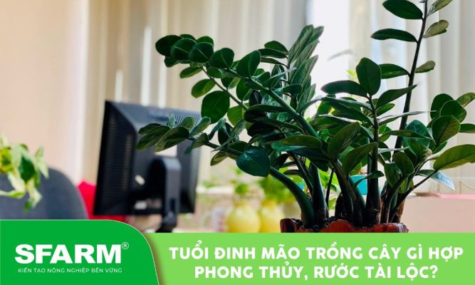 tuoi dinh mao trong cay gi hop phong thuy