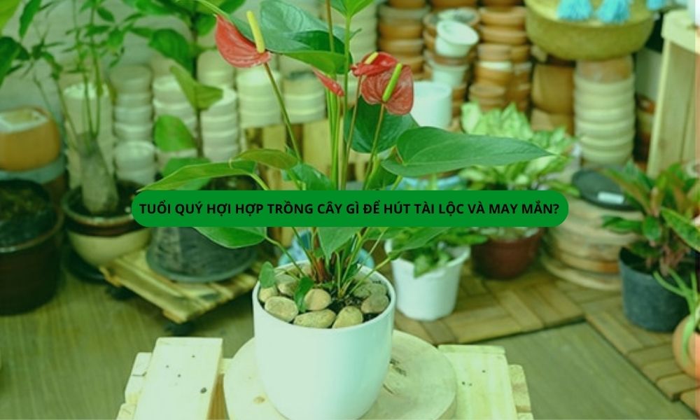Tuổi Quý Hợi hợp trồng cây gì để hút tài lộc và may mắn?