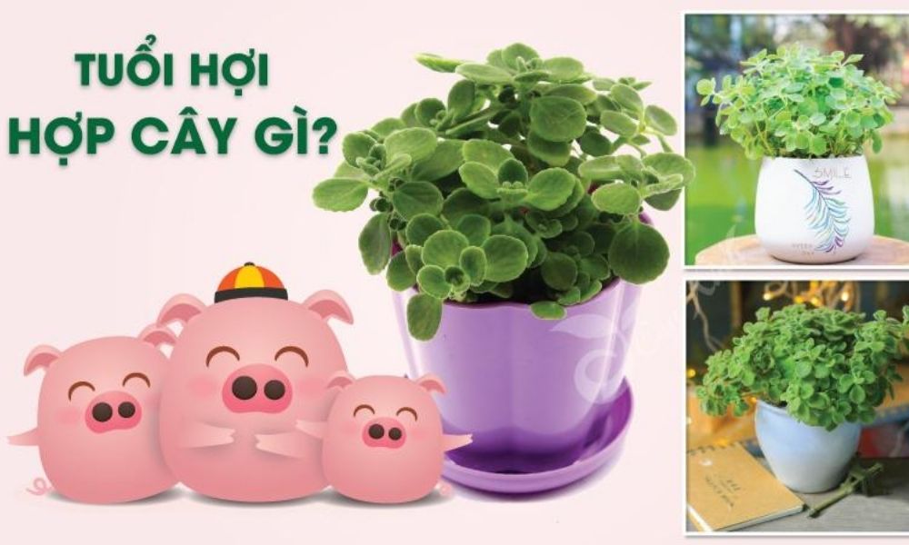 tuoi quy hoi hop trong cay gi 2