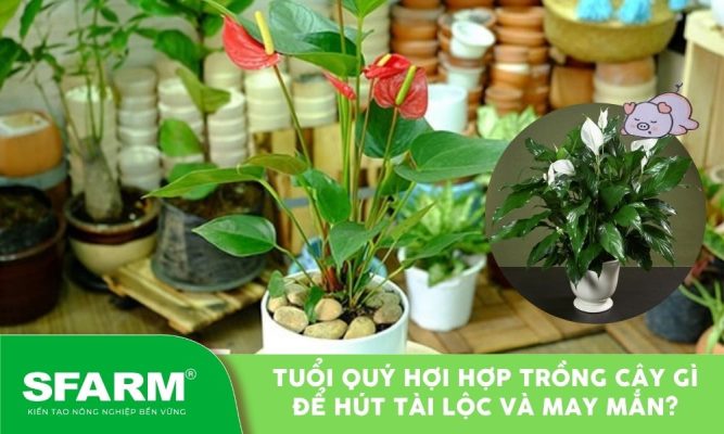 tuoi quy hoi hop trong cay gi