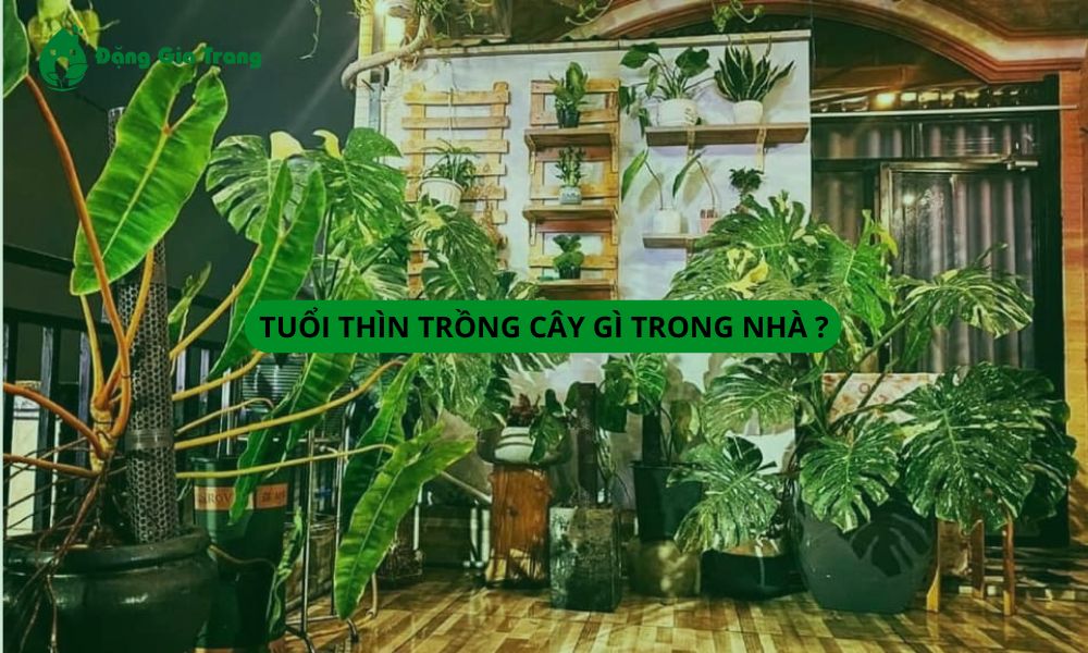 Tuổi Thìn nên trồng cây gì trong nhà để thu hút vận khí tốt?