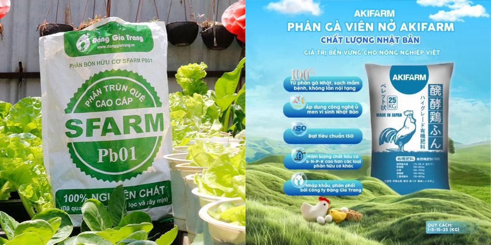 tuoi thin nen trong cay gi trong nha 11 e1760827385909