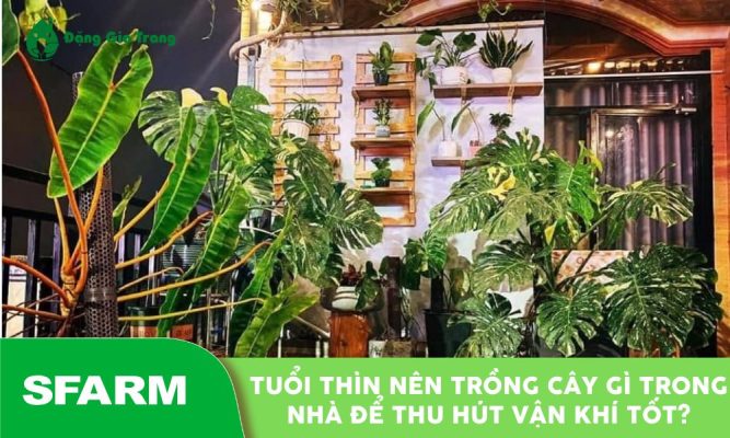 tuoi thin nen trong cay gi trong nha