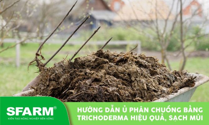 u phan chuong bang trichoderma