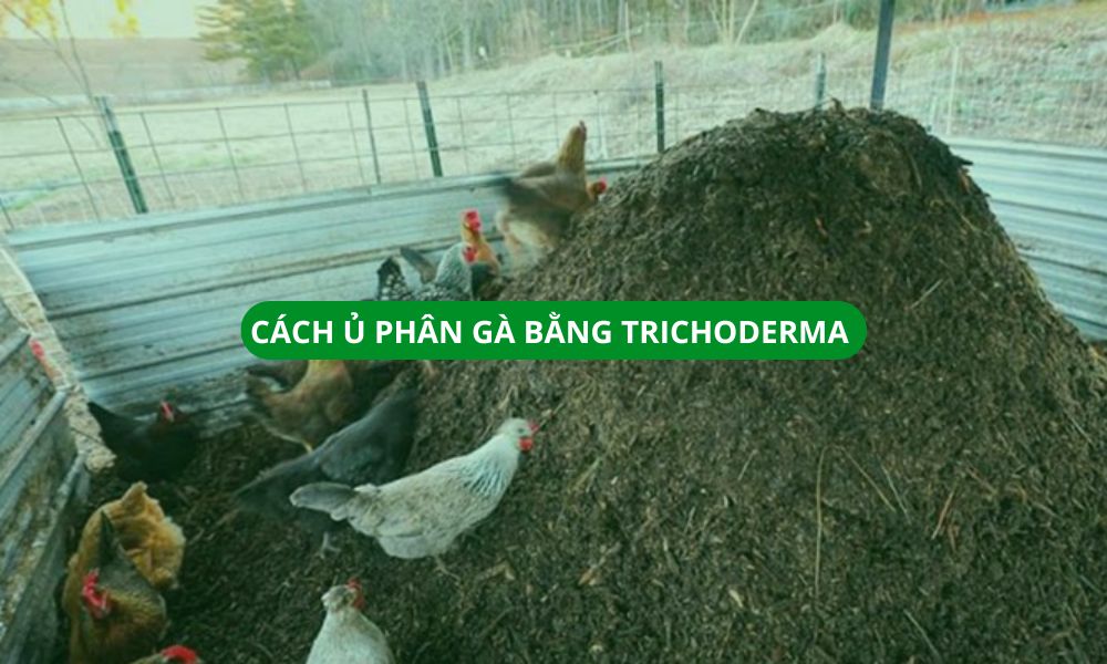Cách ủ phân gà bằng Trichoderma nhanh hoai, không mùi hôi
