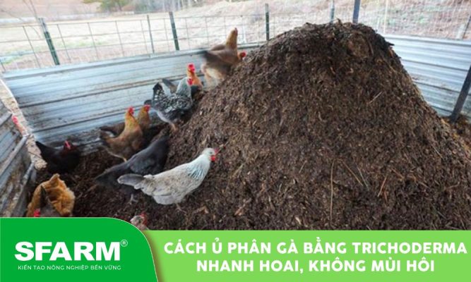 u phan ga bang trichoderma