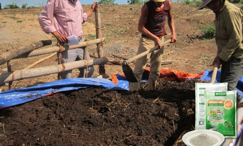 Ủ phân chuồng với trichoderma