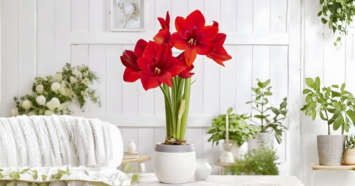 Lan huệ với sắc đỏ mang lại tài lộc