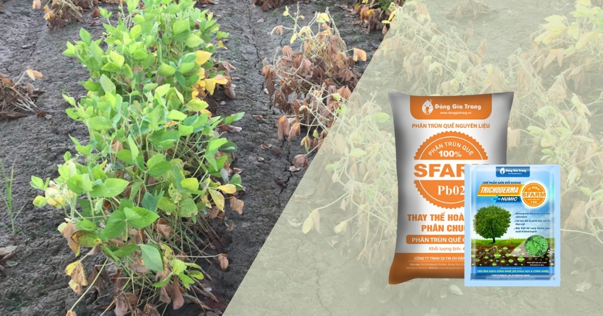 Phân trùn quế và trichoderma SFARM giúp cải tạo đất sau mưa bão Phân trùn quế và trichoderma SFARM giúp cải tạo đất sau mưa bão