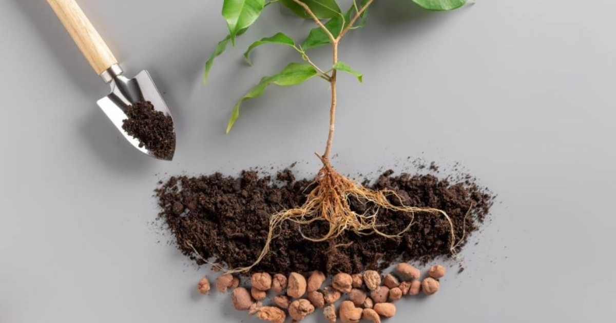 Cần phải trộn đất nung với đất và giá thể khác để đảm bảo dinh dưỡng
