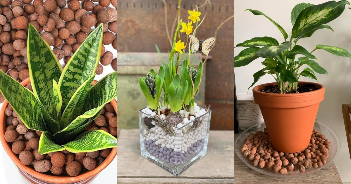 Đất nung phù hợp với nhiều loại cây cảnh khác nhau