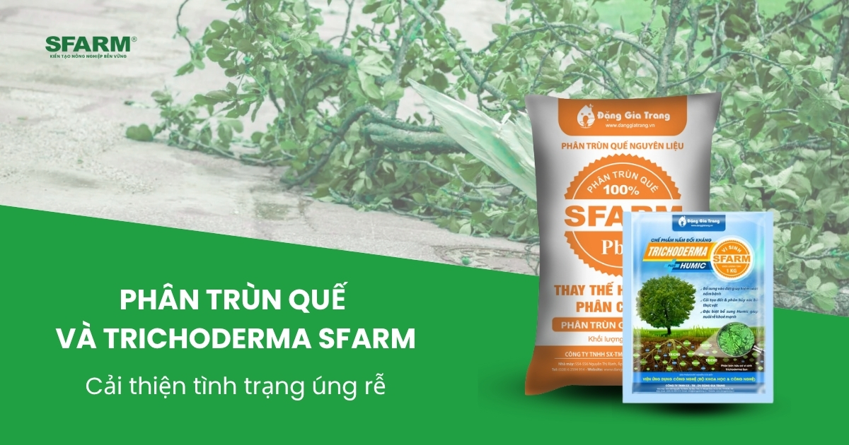 Phân trùn quế và trichoderma SFARM giúp cải thiện tình trạng úng rễ