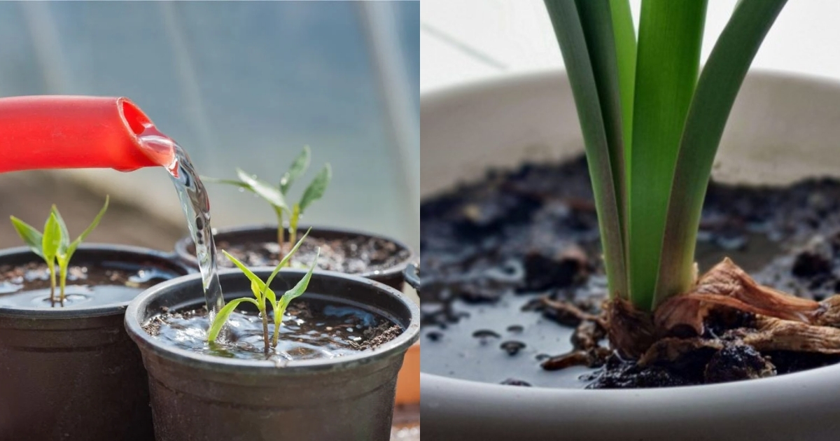 Chậu thoát nước kém có thể khiến cây úng rễ