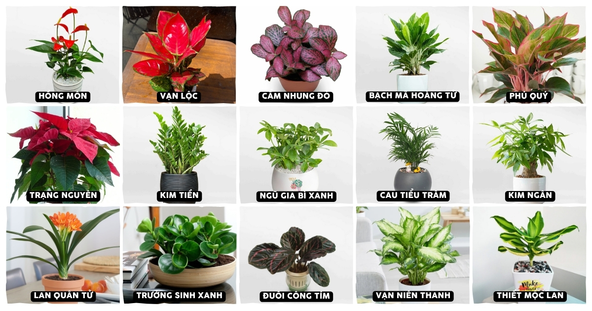 Top 15+ cây trồng trong nhà cho người mệnh Hỏa