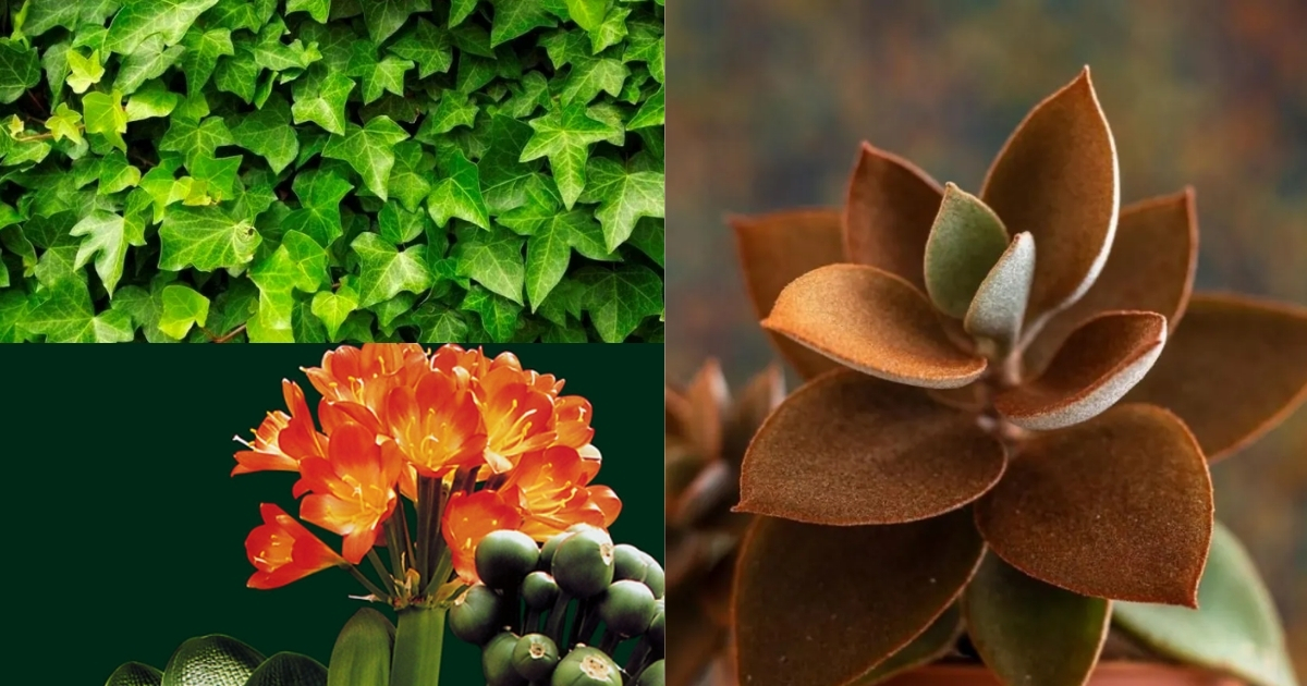 Người mệnh Hỏa cần tránh trồng cây xung khắc với bản mệnh