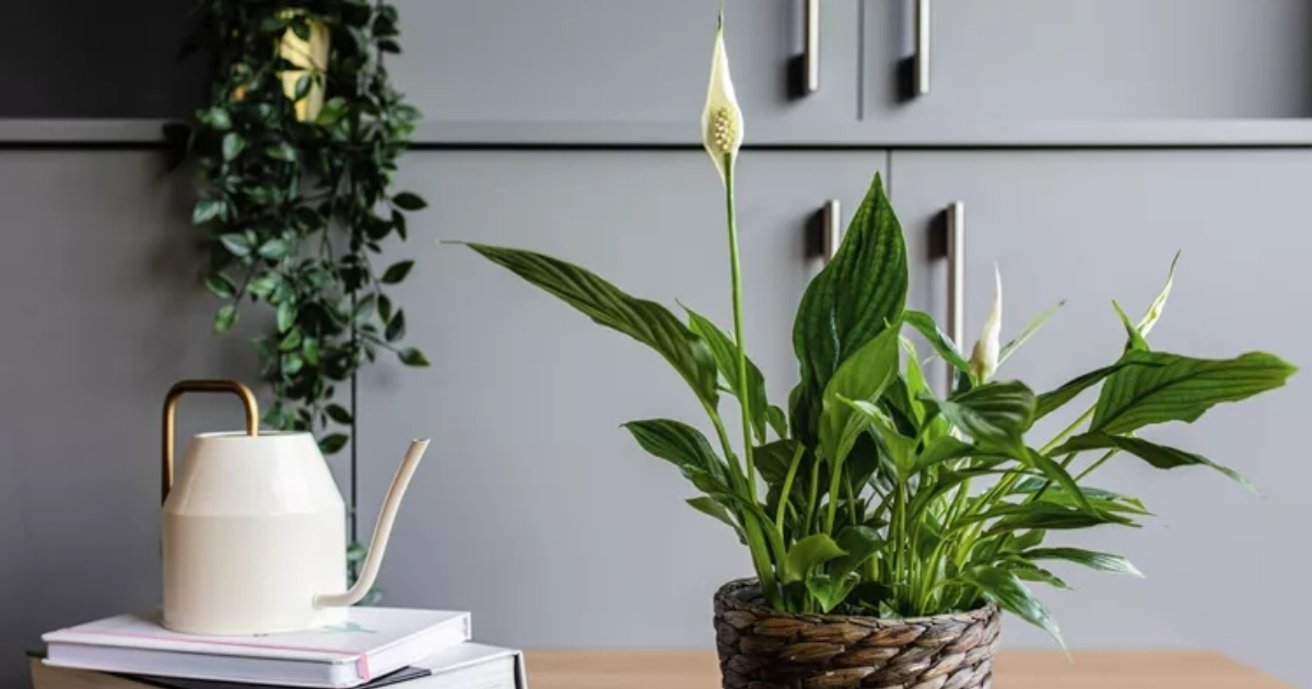 Nên chọn những cây nhỏ, lá mềm cho bàn làm việc