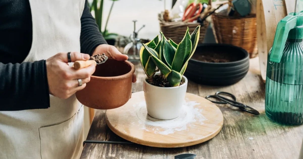 Cần bón phân hữu cơ định kỳ để đảm bảo dinh dưỡng cho cây