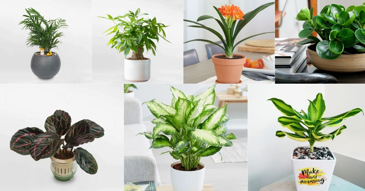 Mệnh Hỏa trồng cây gì trong nhà?